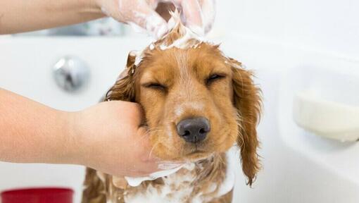 Best way to wash a sale dog